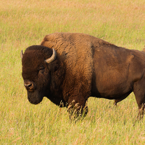 Bison Beef