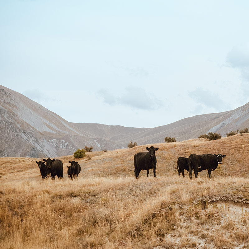 CANADA ANGUS BEEF
