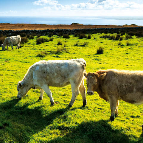 Charolais