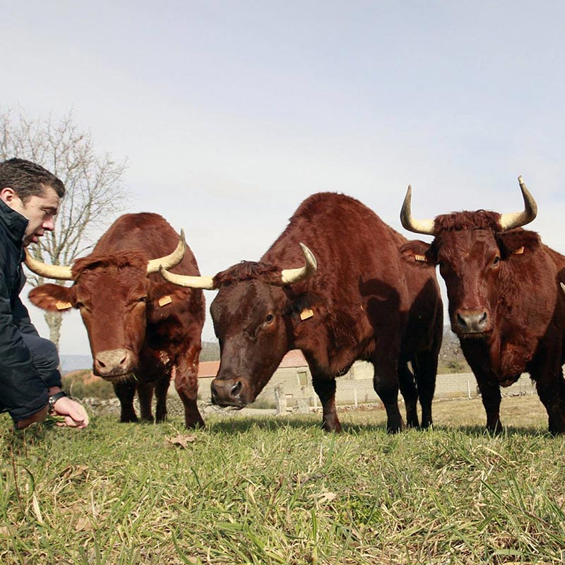 Galicien Beef (fette alte Kuh)