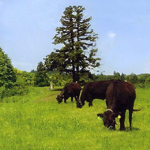 Japan Wagyu