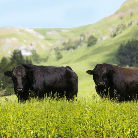 Neuseeland Wagyu