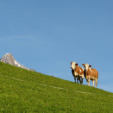 Simmentaler