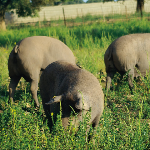 Iberico Schwein